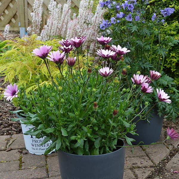 Osteospermum 'Sennen Sunrise' image