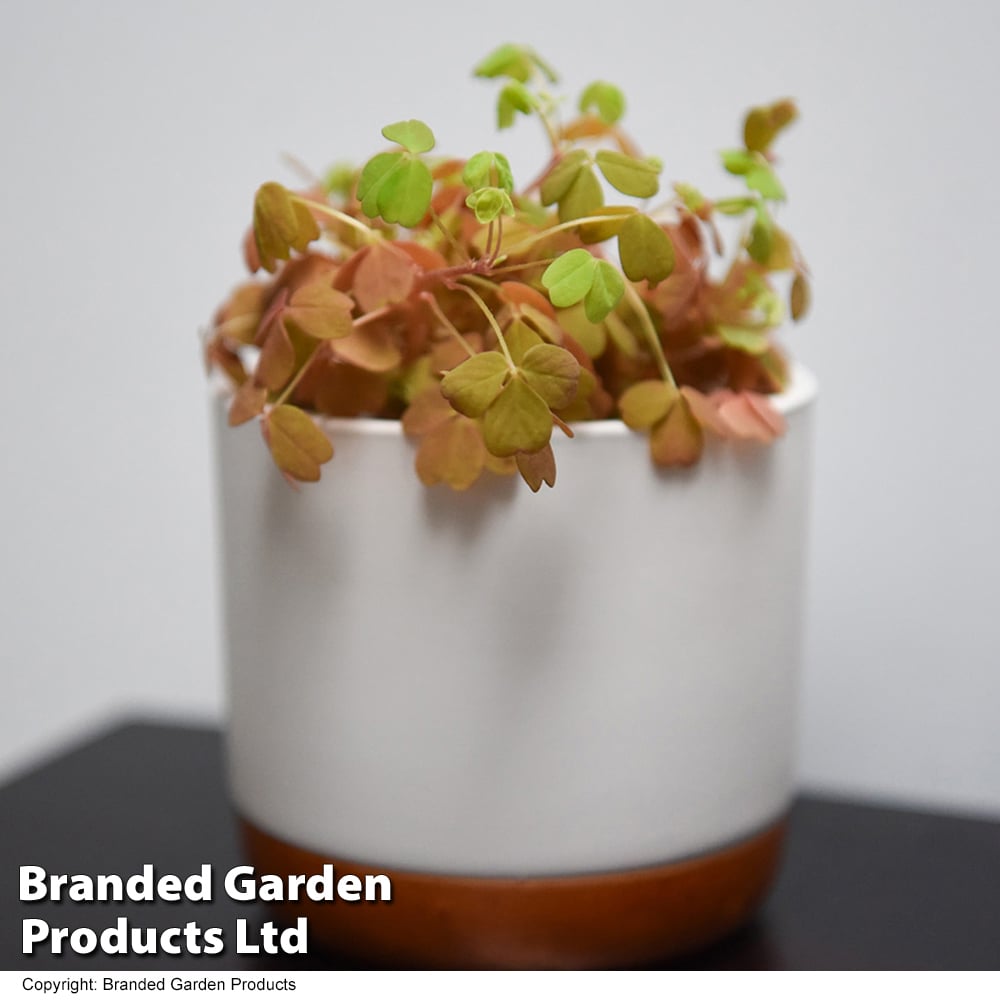 Oxalis triangularis 'Sunset Yellow' image