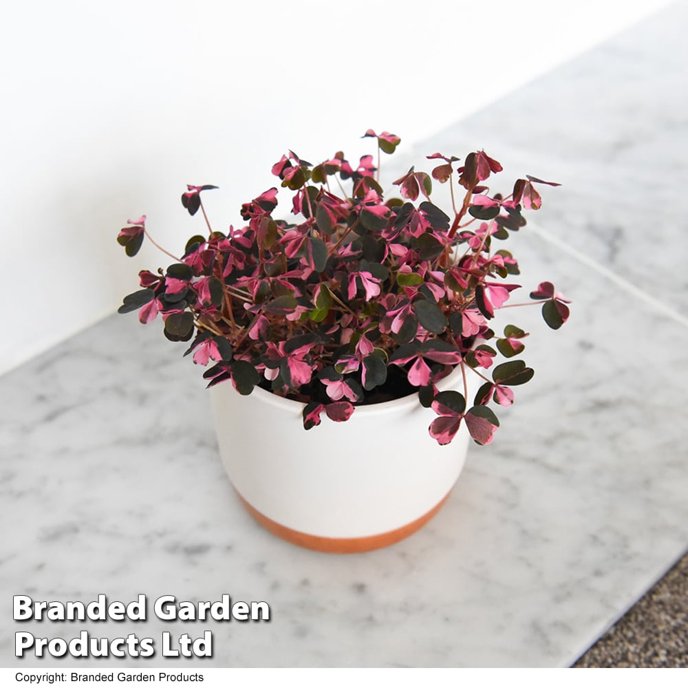 Oxalis triangularis 'Vulcan Pink' image