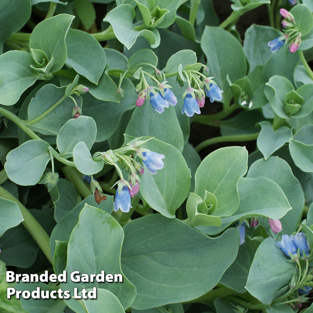 Oyster Leaf Plant - Seeds image