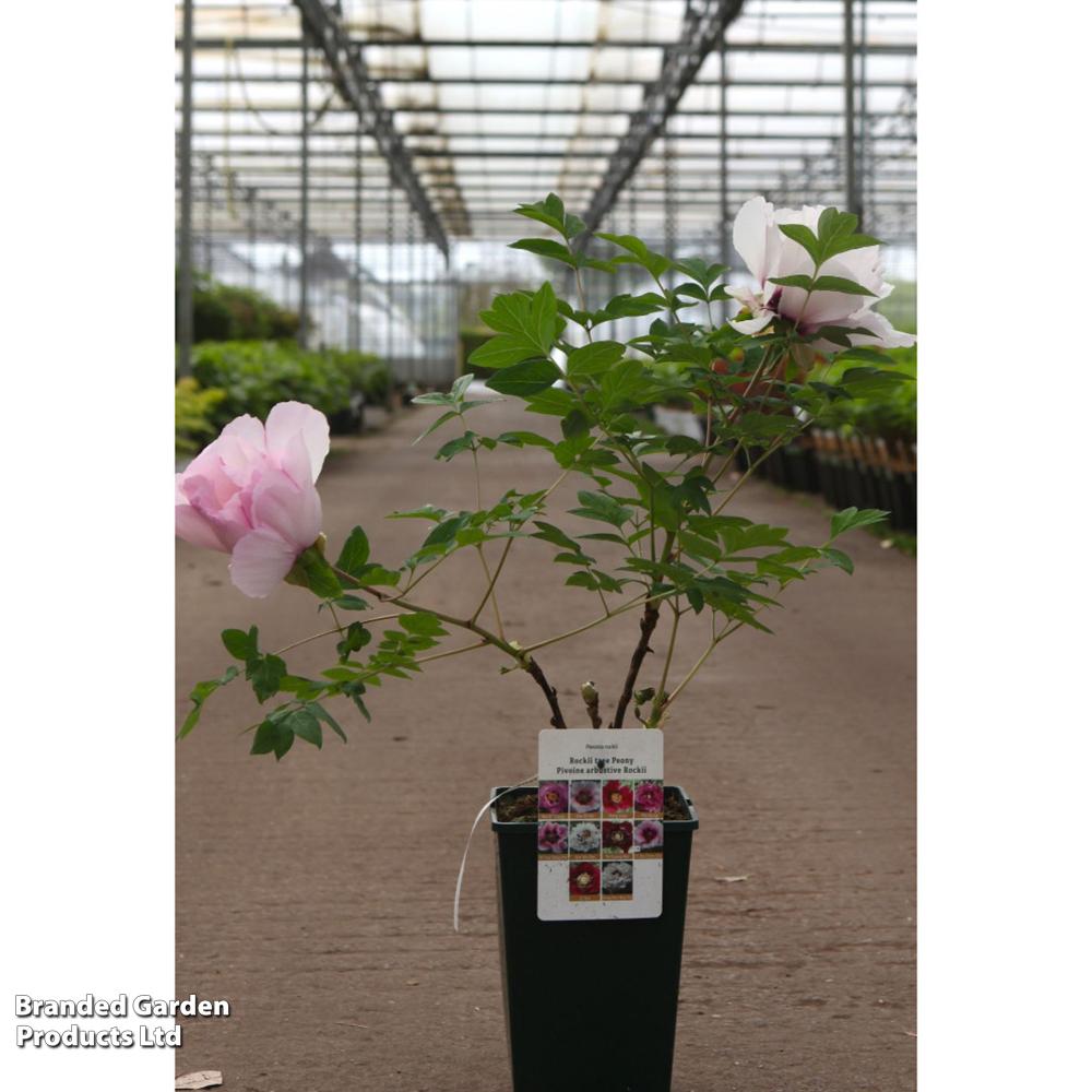 Peony 'Fen Xi Shi' image