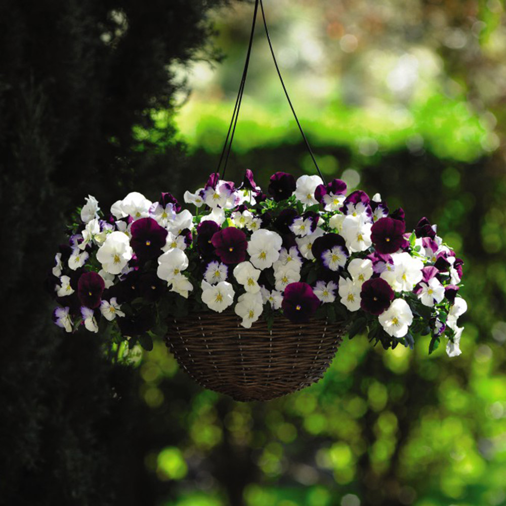 Pansy 'Coolwave Berries 'n' Cream Mix' image