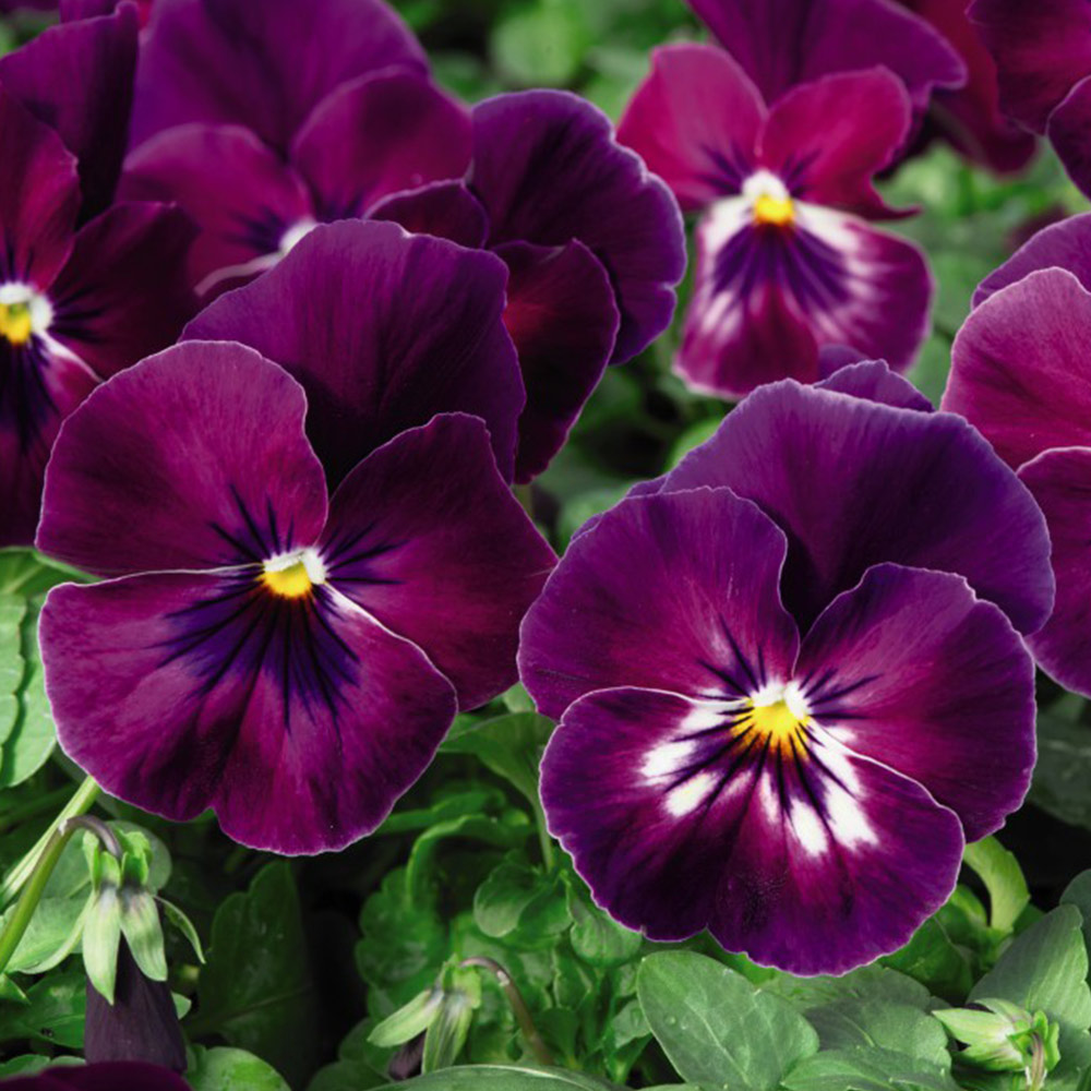 Pansy 'Coolwave Raspberry' image