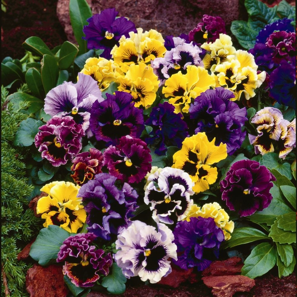 Pansy 'Frizzle Sizzle' Mixed image