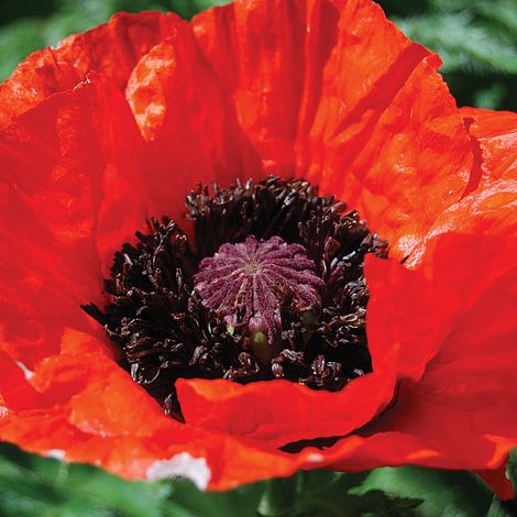 Poppy 'Beauty of Livermere' image