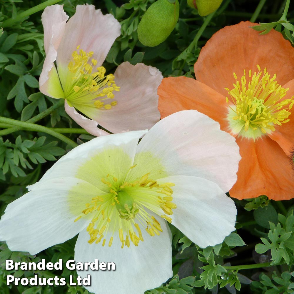 Alpine poppy mixed image