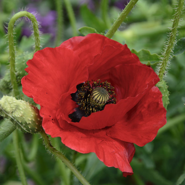 Poppy 'Brilliant' image