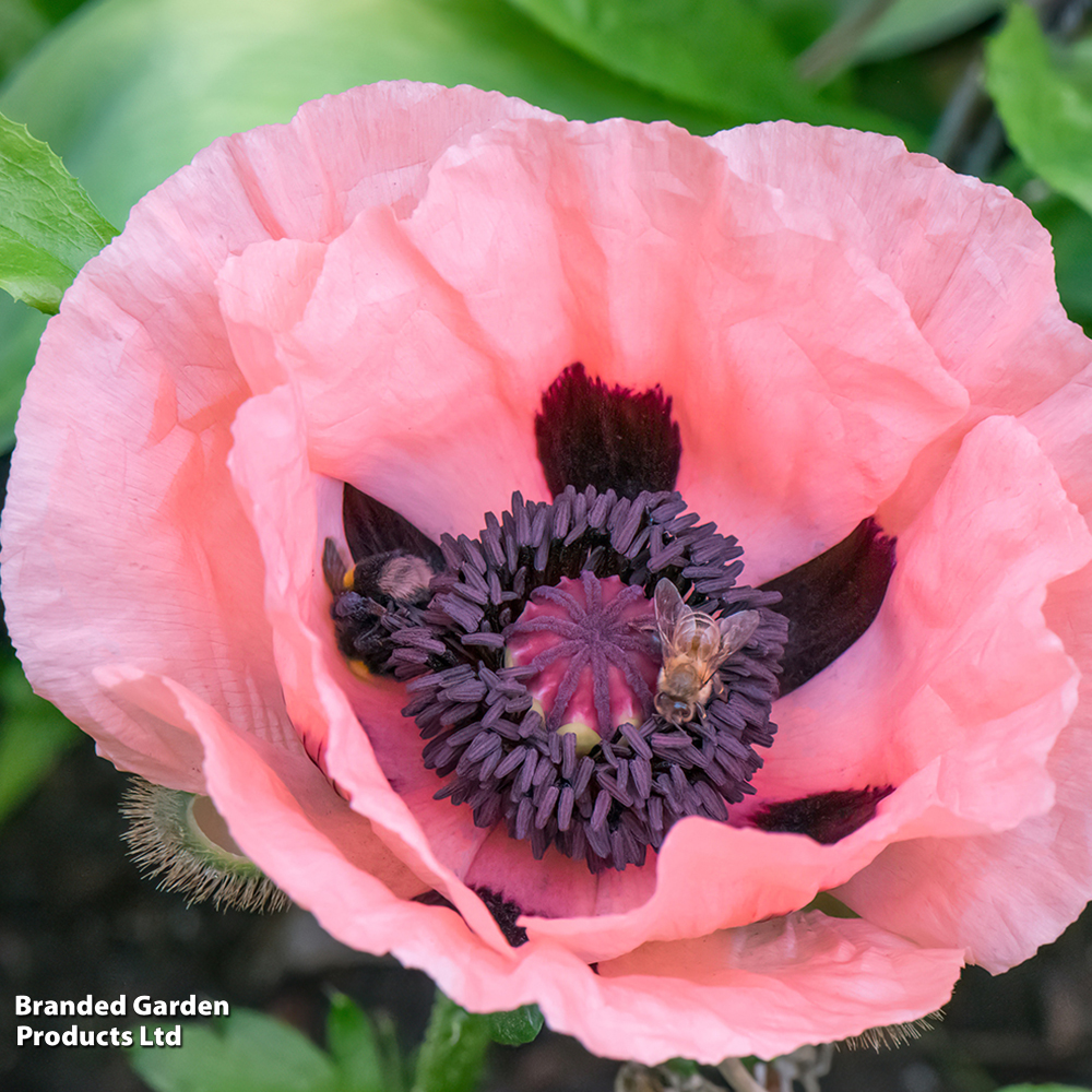 Poppy 'Victoria Louise' image