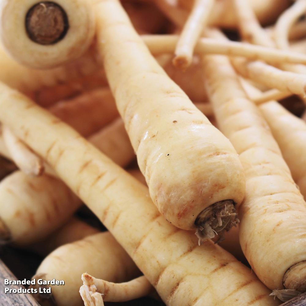 Parsnip 'Albion' F1 - Seeds image