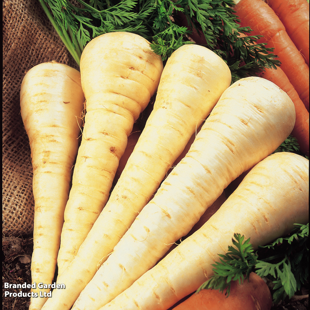 Parsnip 'Gladiator' - Seeds image