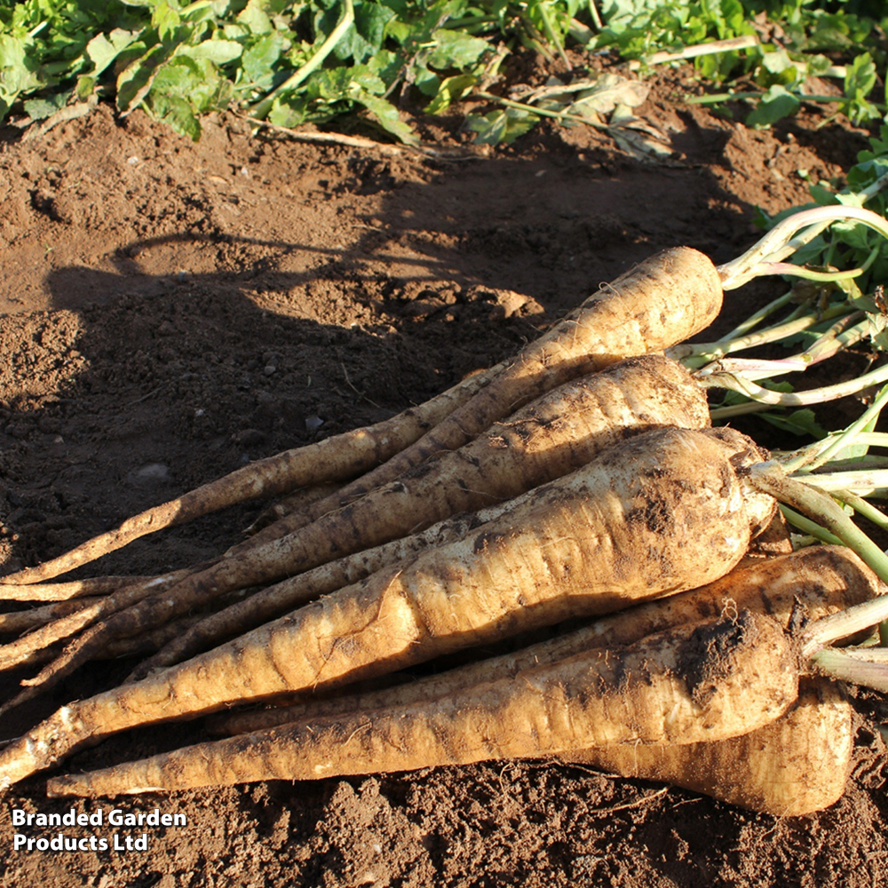 Parsnip 'Panorama' F1 - Seeds image