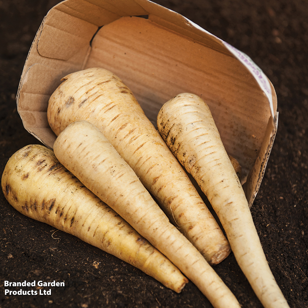 Parsnip 'Tender And True' - Seeds image