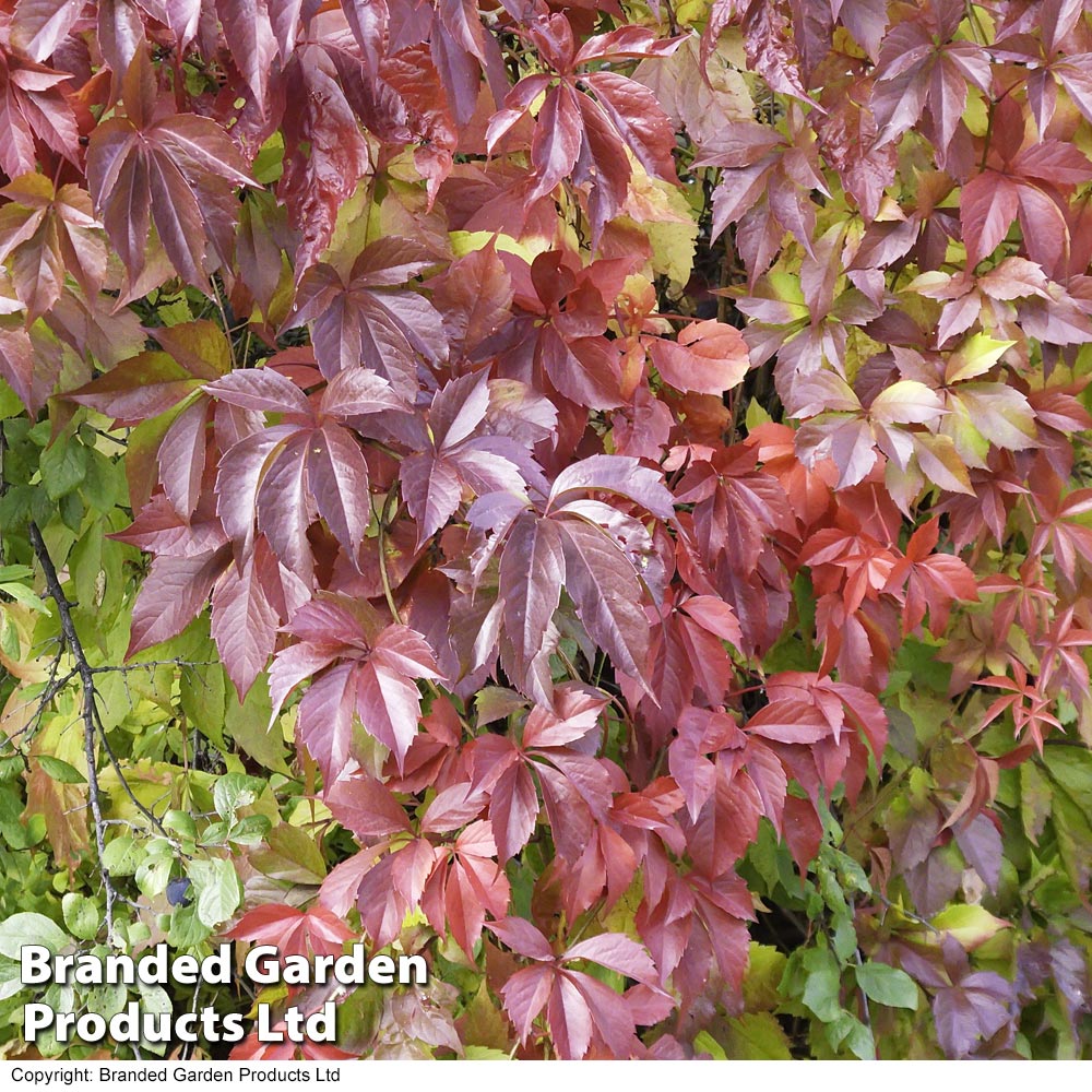 Parthenocissus quinquefolia 'Troki Red Wall' image