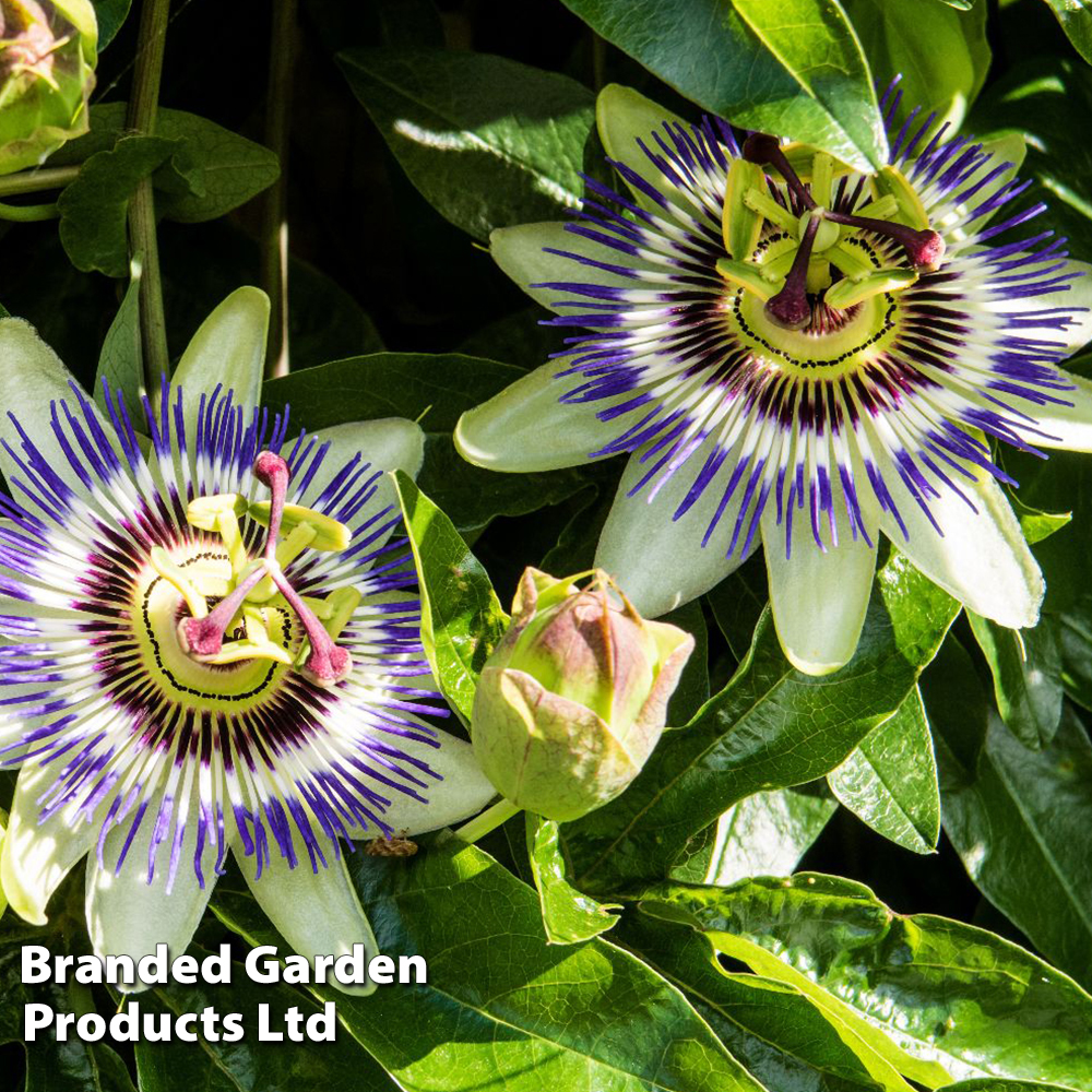 Passiflora Caerulea image