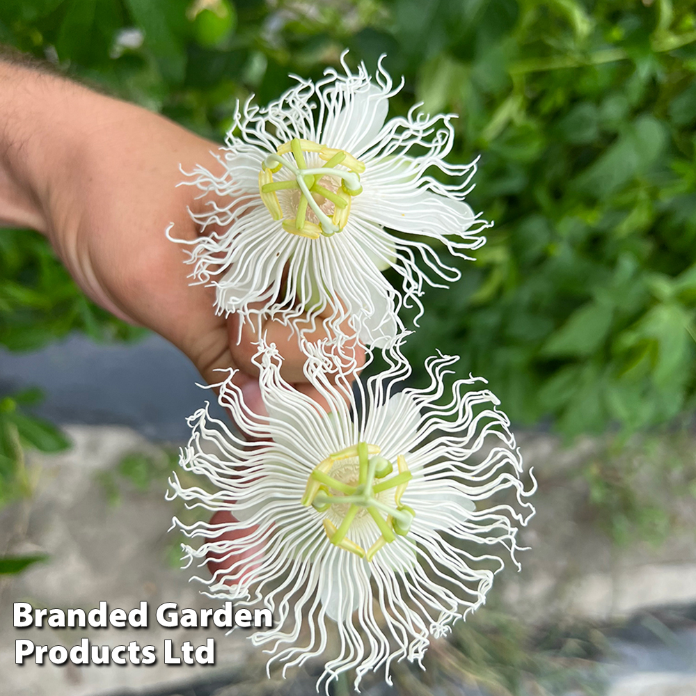 Passiflora 'Cooltropics Snowstar®' image