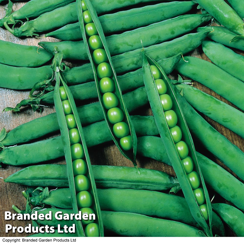 Pea Seeds - Hurst Greenshaft image