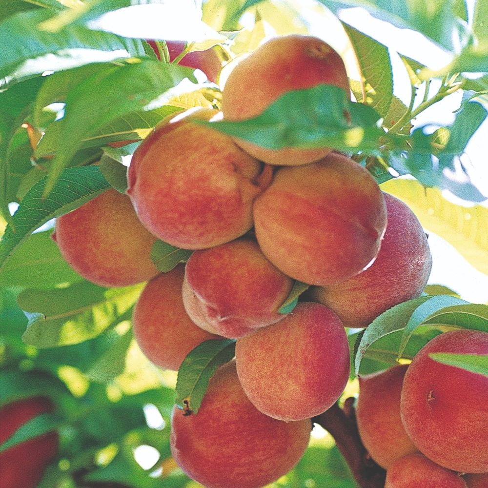 Peach 'Peregrine' image