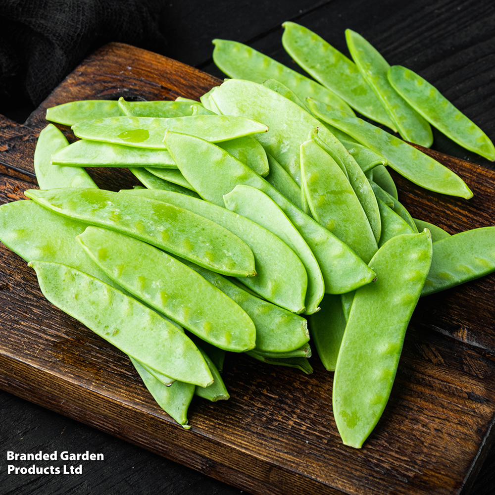 Pea 'Oregon Sugar Pod' - Seeds image
