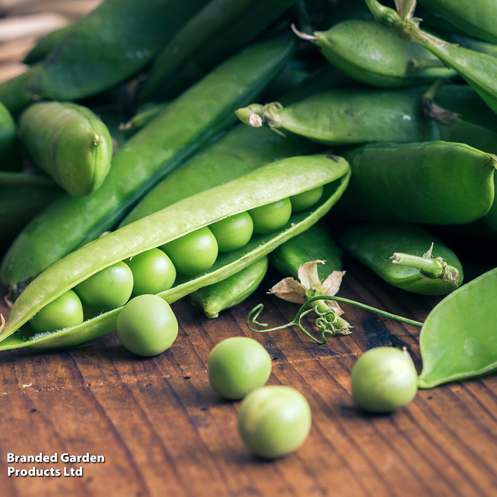 Pea 'Early Onward' - Seeds image