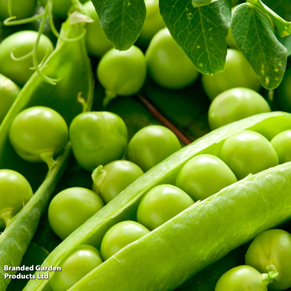 Pea 'Ambassador' (Maincrop) image
