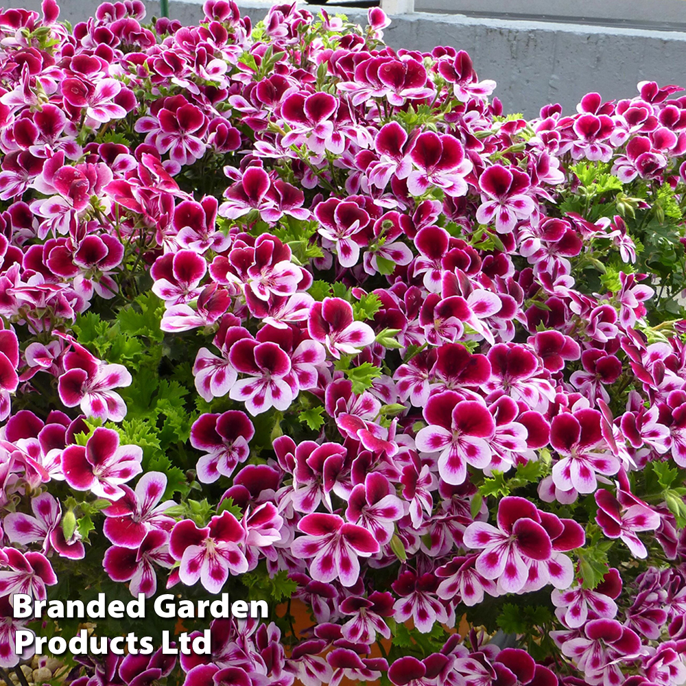 Geranium 'Grandeur Angels Perfume' image