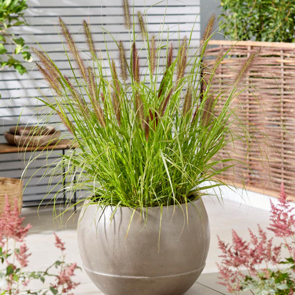 Pennisetum alopecuroides 'Black Beauty' image