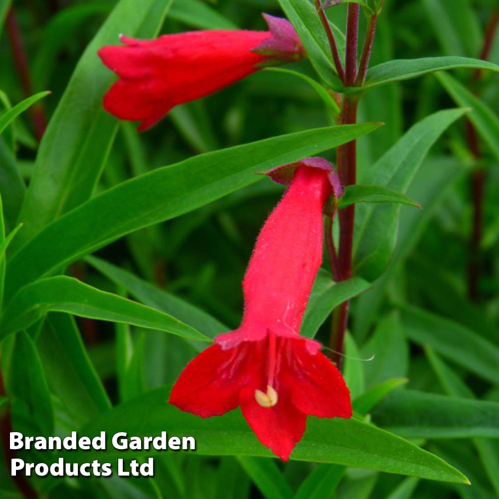 Penstemon 'Windsor Red' image