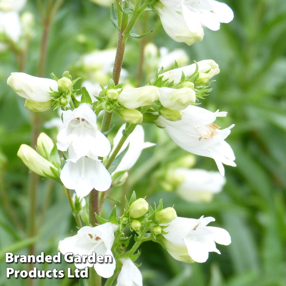 Penstemon 'Pensham Arctic Fox' image