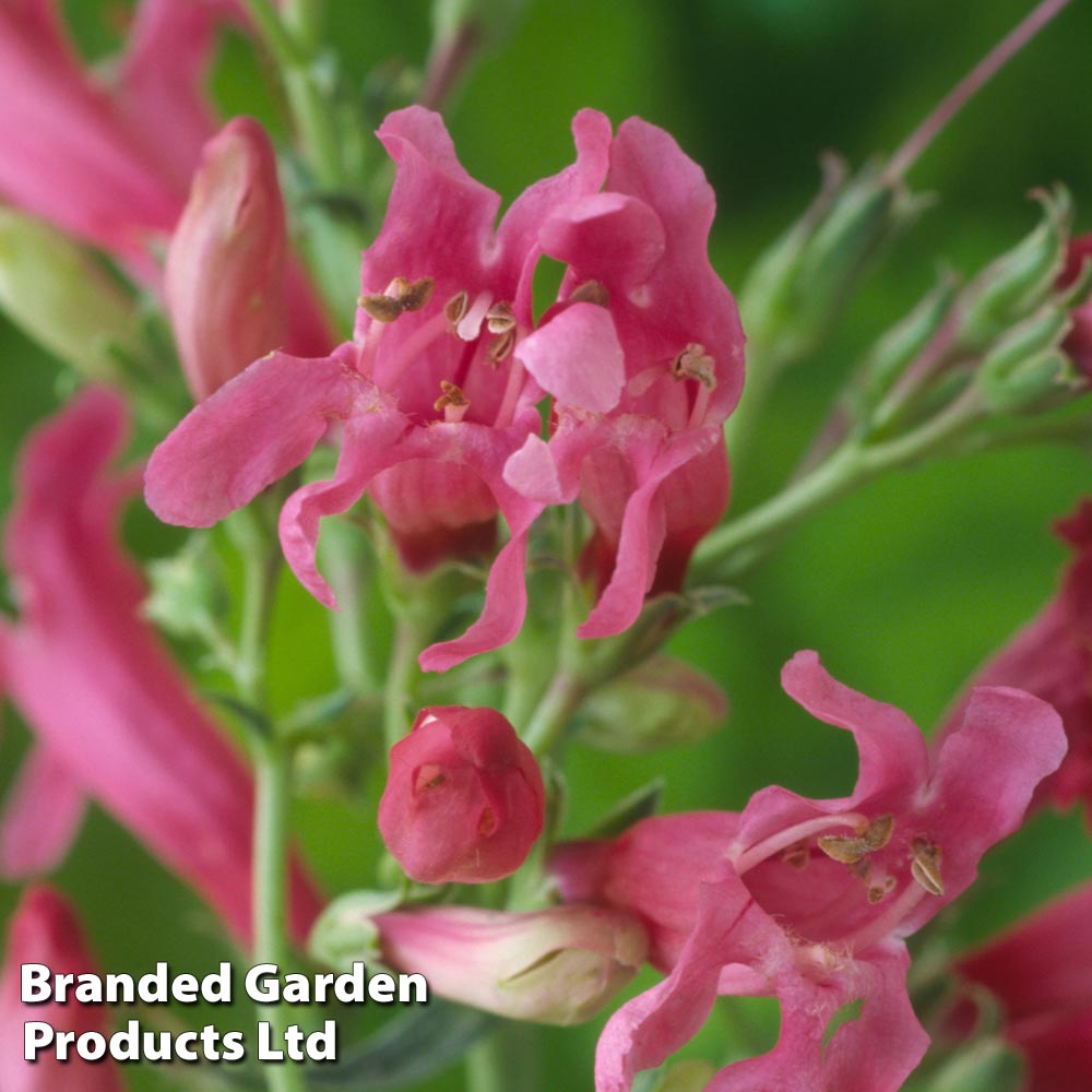 Penstemon barbatus var. praecox image