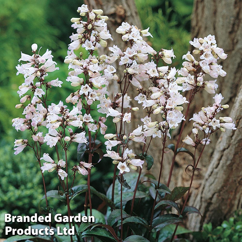 Penstemon sales husker red