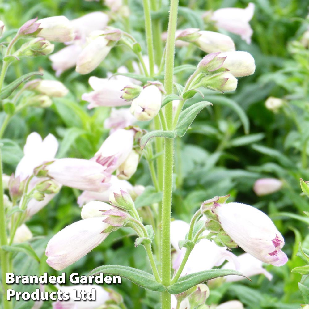Penstemon 'Mother Of Pearl' at Dobies