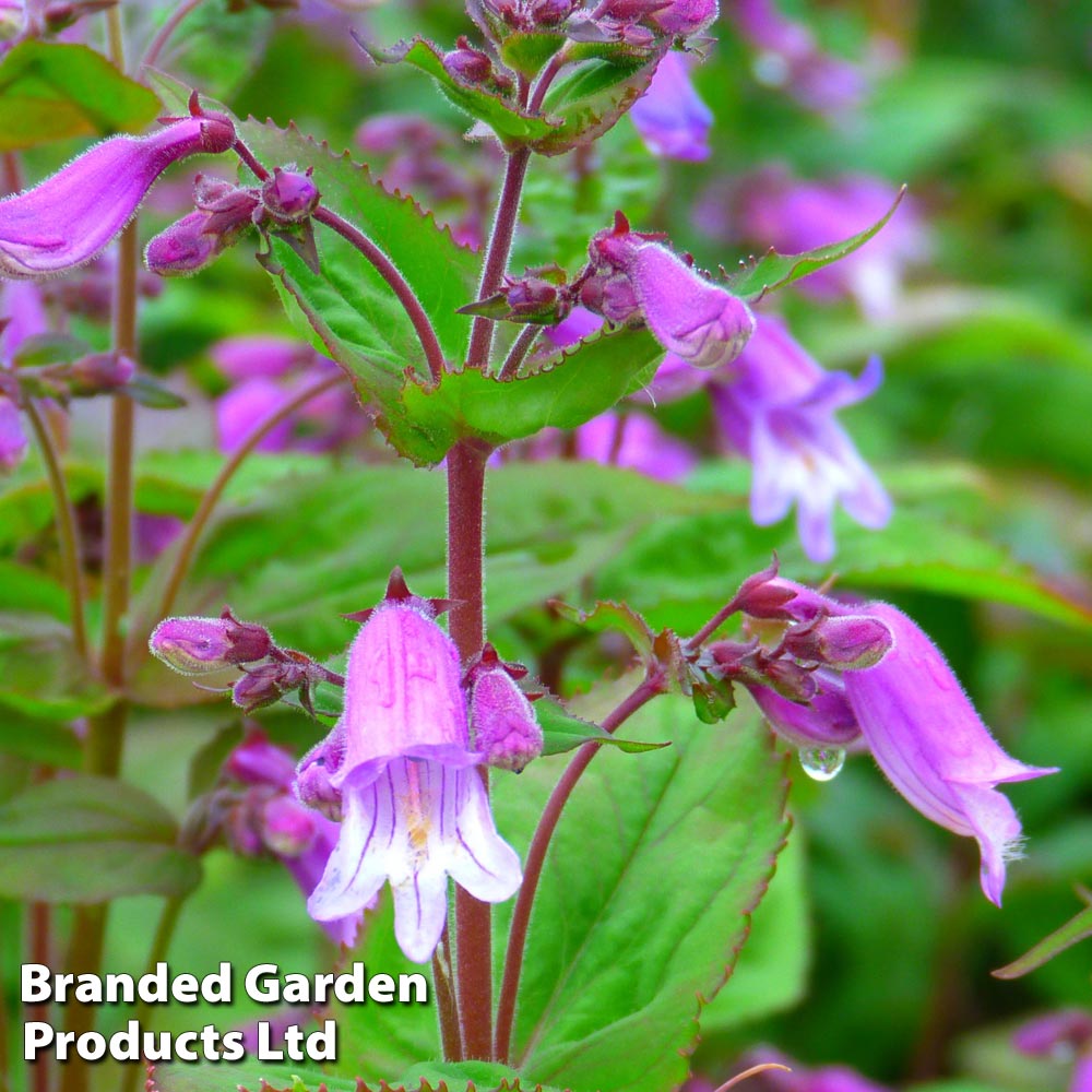 Penstemon smallii at Dobies