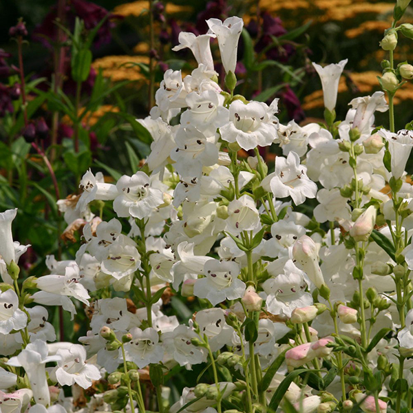 Penstemon 'Snowstorm' at Dobies