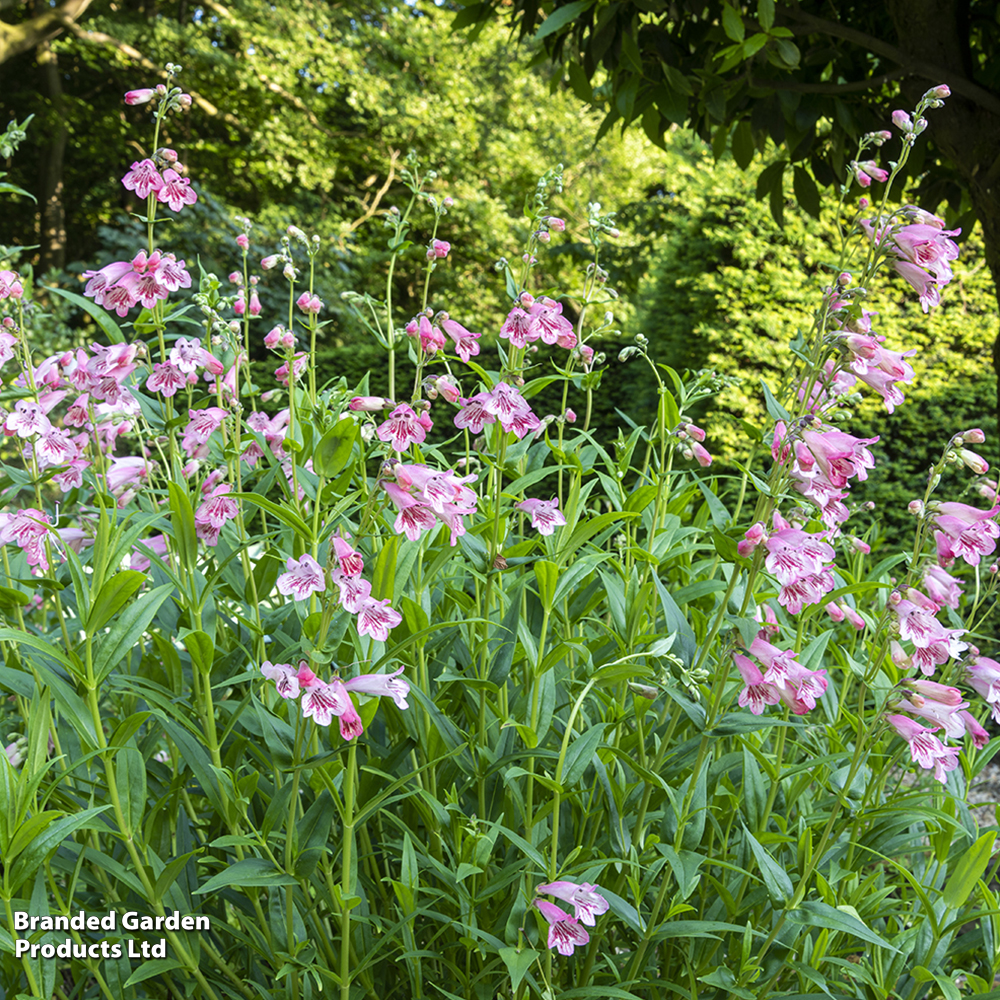 Penstemon 'Strawberries & Cream' image