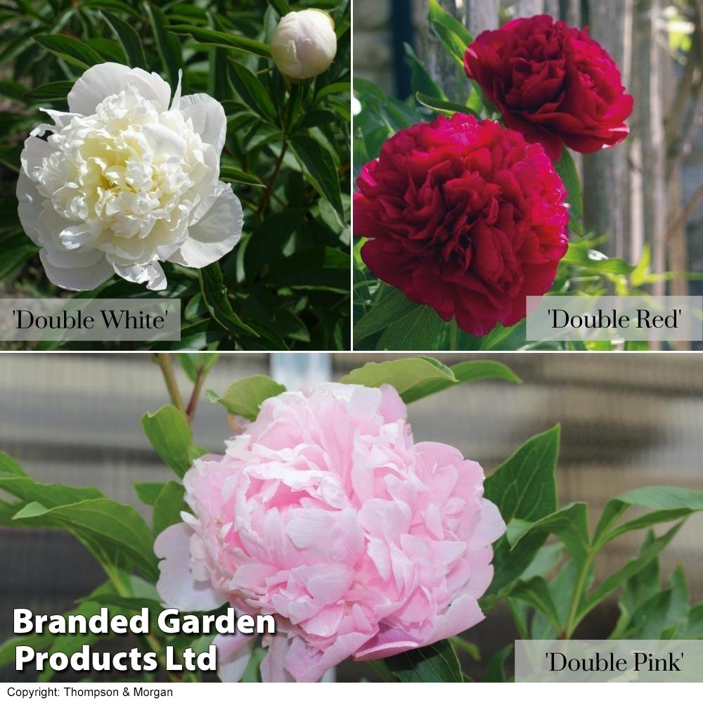 Peony Double Collection image