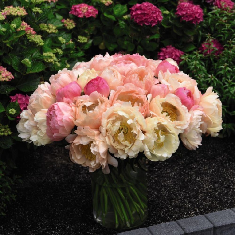 Peony 'Coral Sunset' image