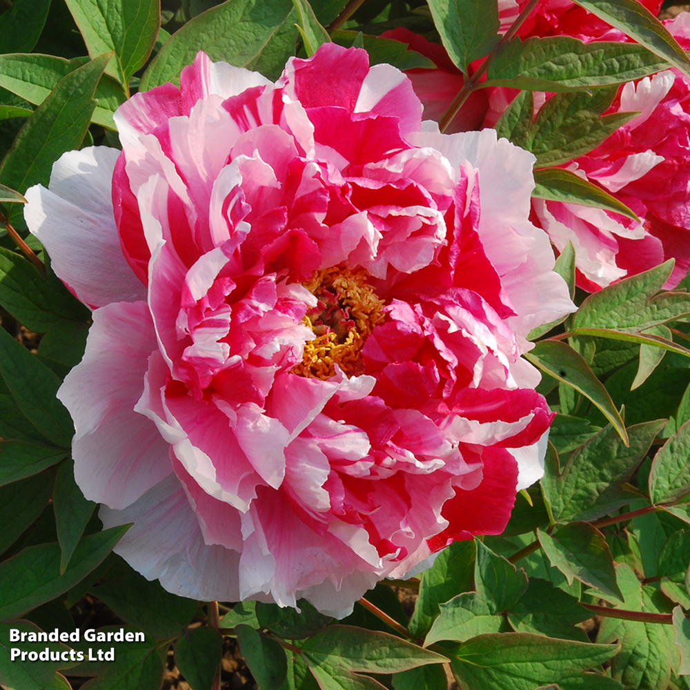 Tree Peony 'Dao Jin' image