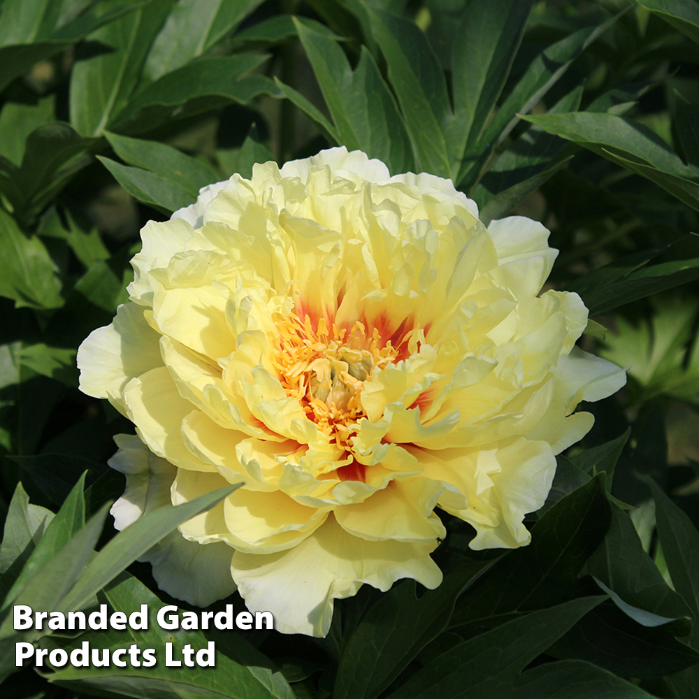 Peony 'Garden Treasure' image