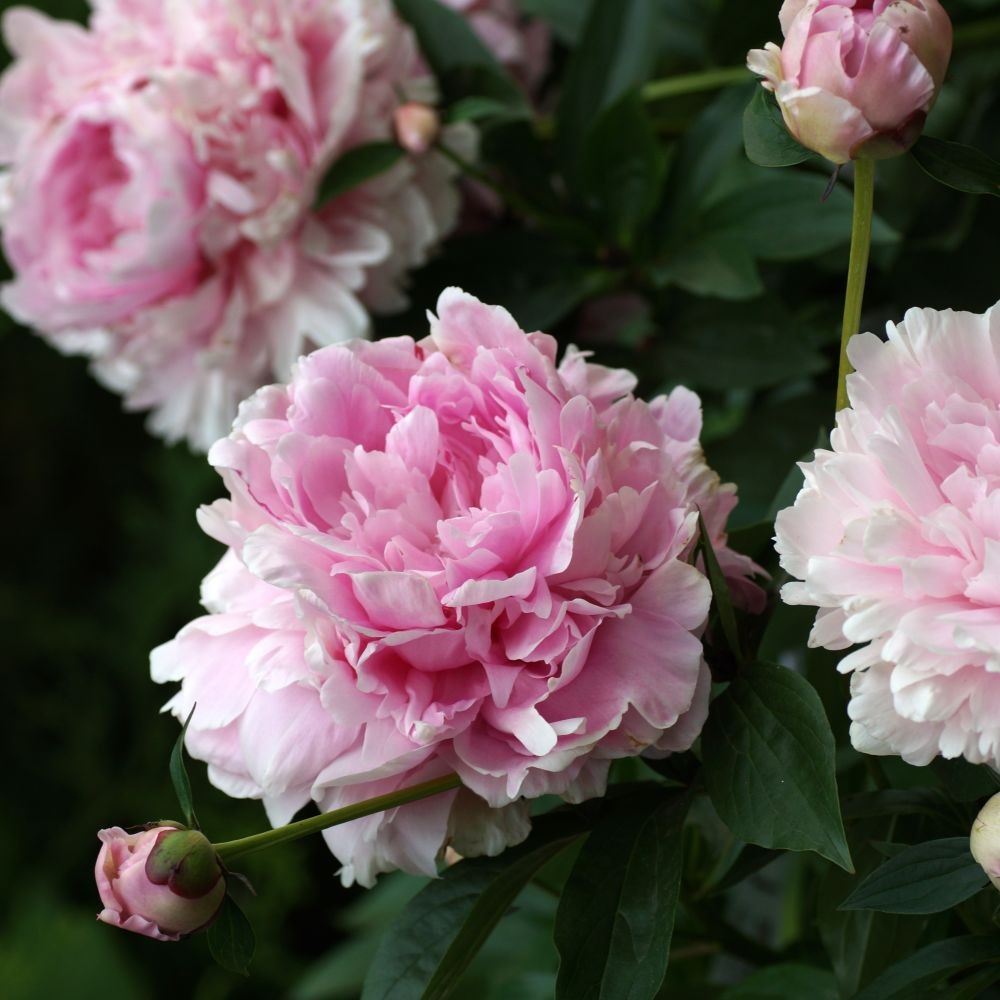 Peony 'Double Pink' image