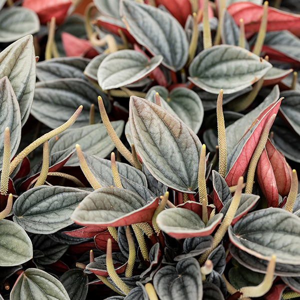Peperomia caperata 'Santorini' image
