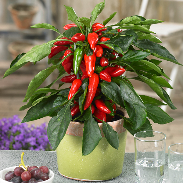 Chilli Pepper 'Galaxy Red' (Mild) image