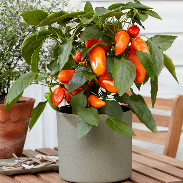 Sweet Pepper 'Peppers From Heaven - Orange' image