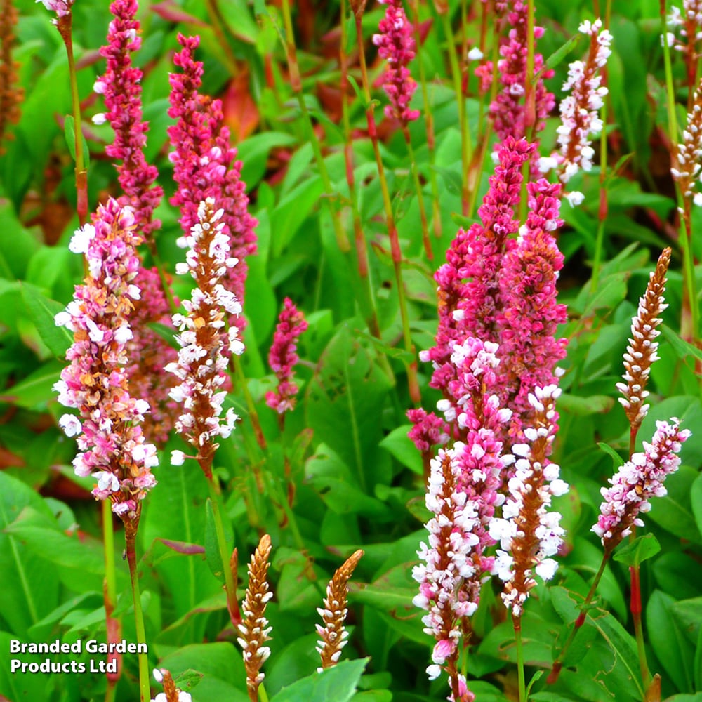 Persicaria affinis 'Darjeeling Red' | Dobies