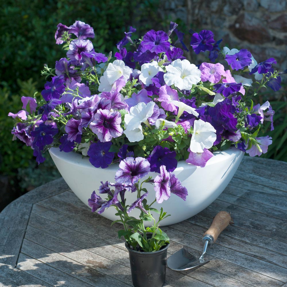 Petunia 'Frenzy Grand Rapids' image