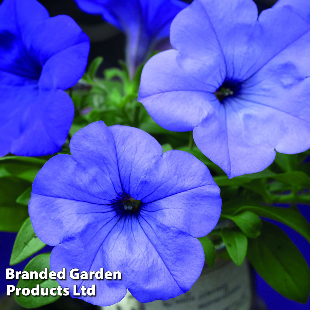 Petunia 'Evening Scentsation' image