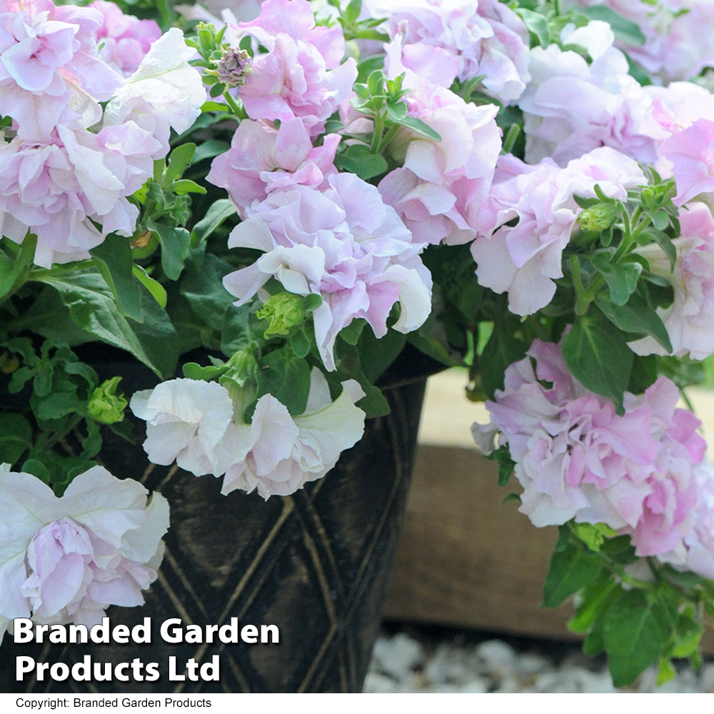 Petunia 'Cascade Orchid Mist' image