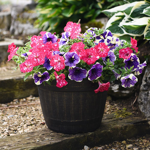 Petunia Sky Duo image