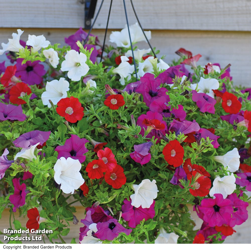 Petunia Surfinia Trio Collection image