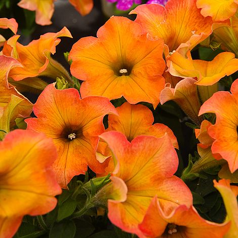 Petunia ?Crazytunia® Terracotta? image