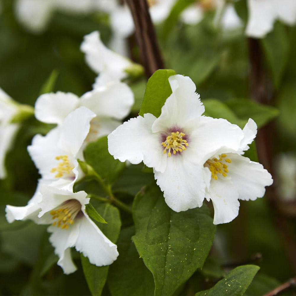 Philadelphus 'Belle Etoile' image